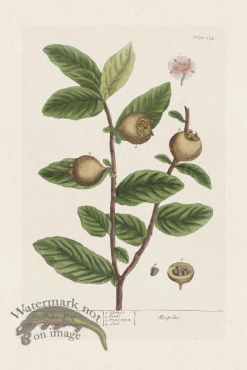 BEE 154 The Medlar Tree